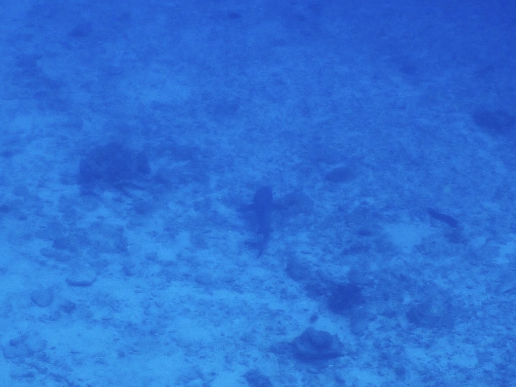 p6020253