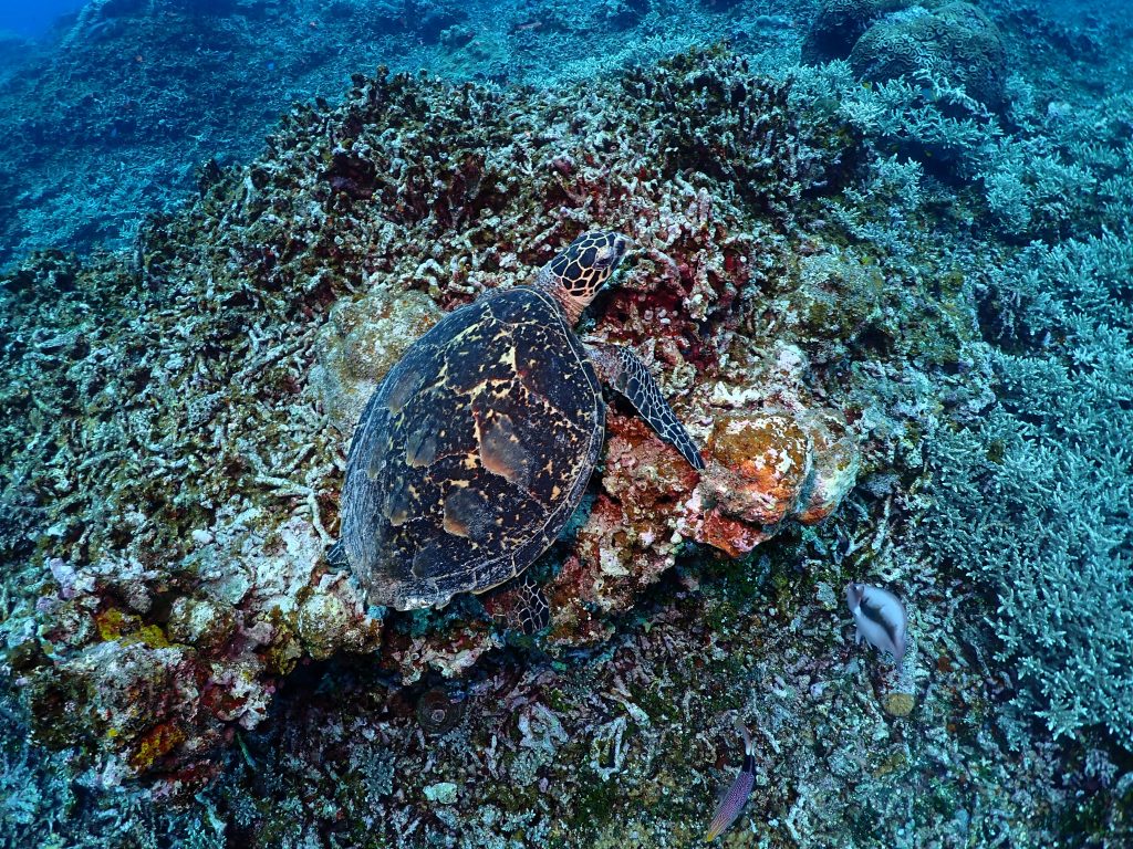 p6060023