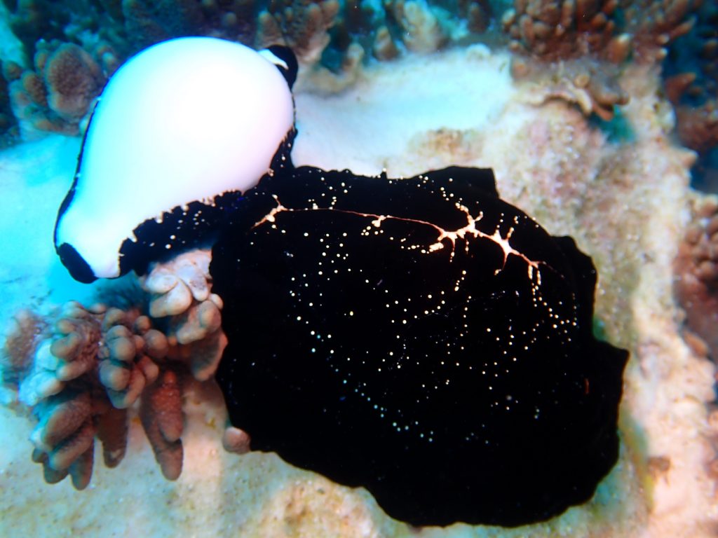 p6060737