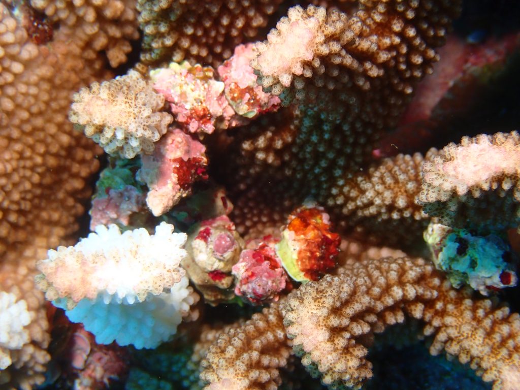 p6080215