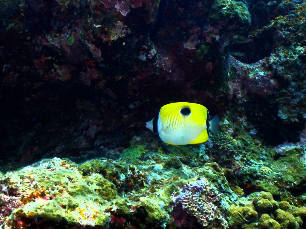 p6100061