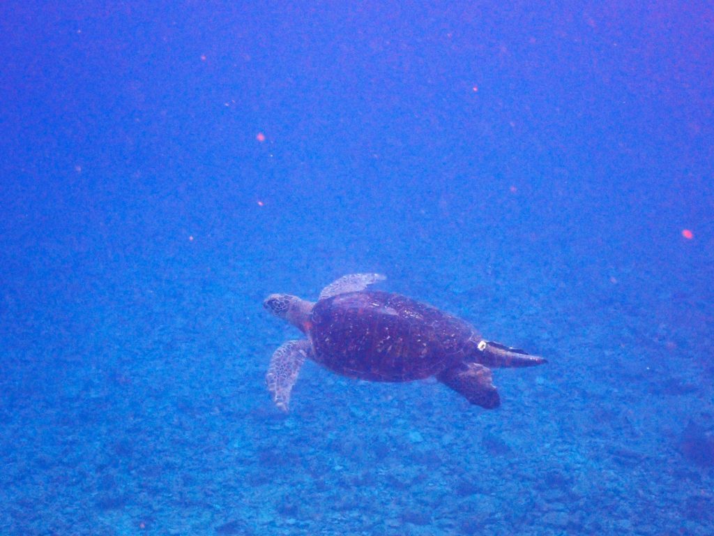 p6100064