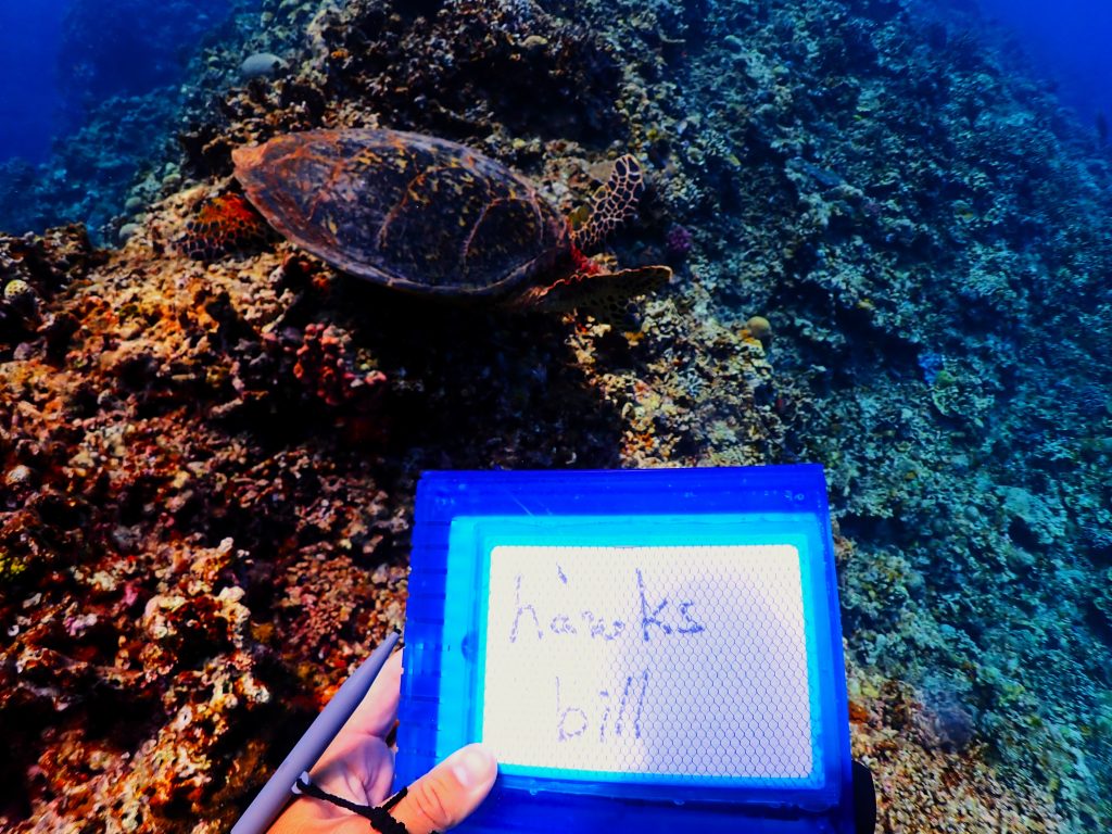 タイマイは英語でhawksbill turtleです