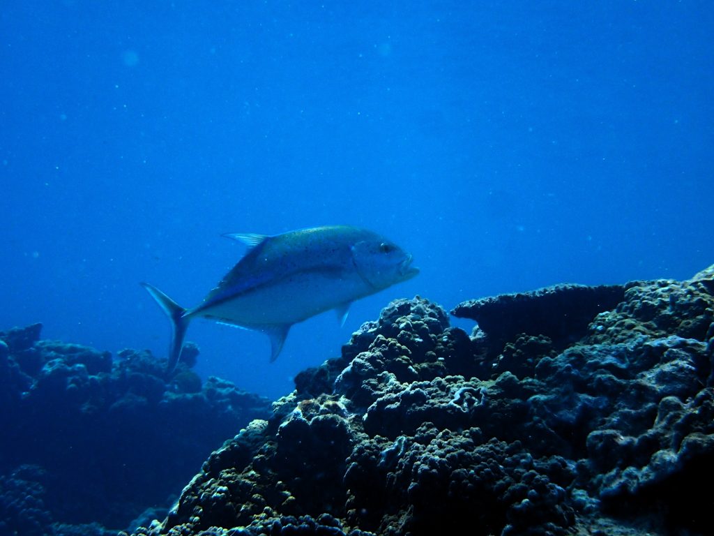 p6301119
