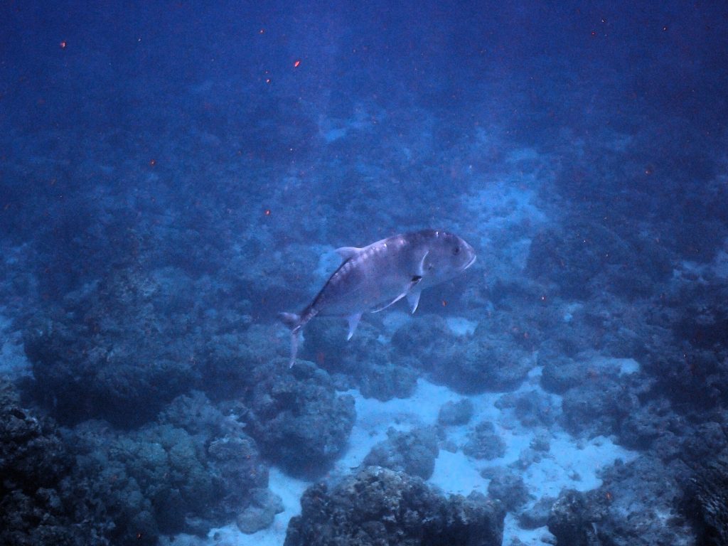 p7030065