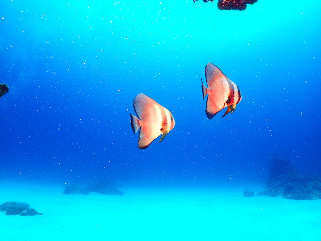 p7040122