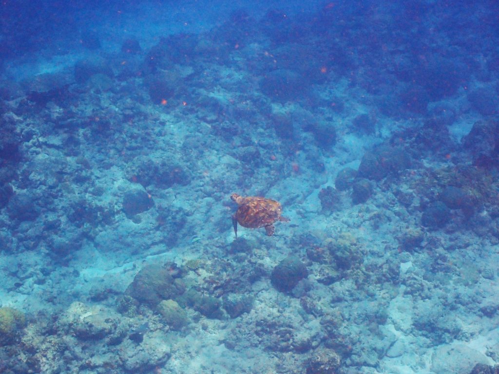 p7170334
