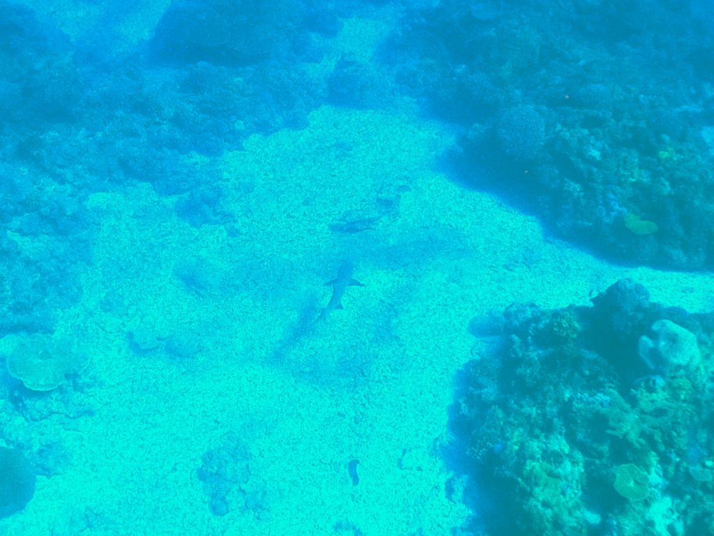 DCIM100GOPROGOPR5459.JPG