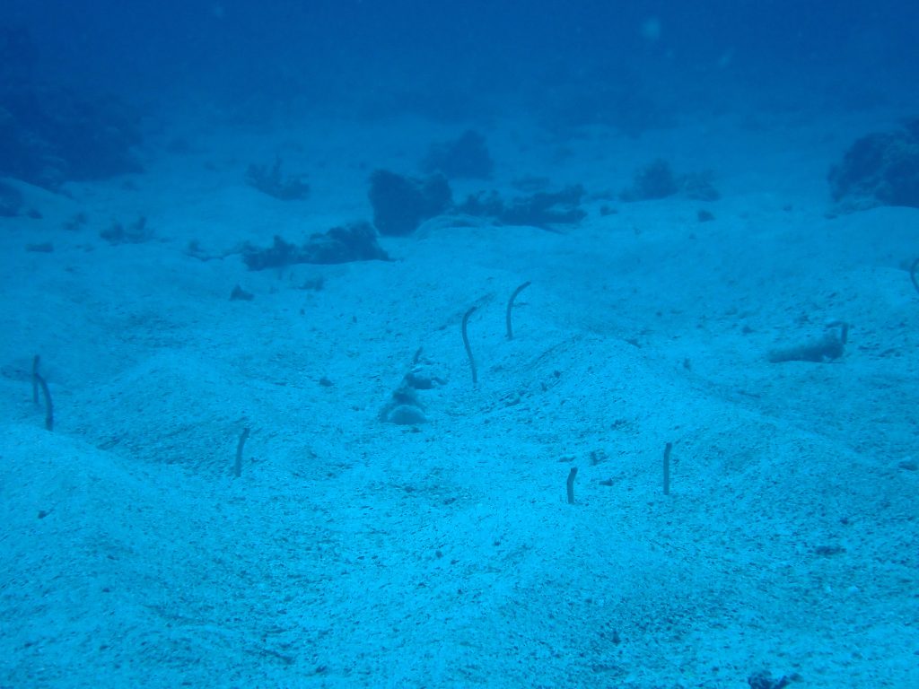 p8020034