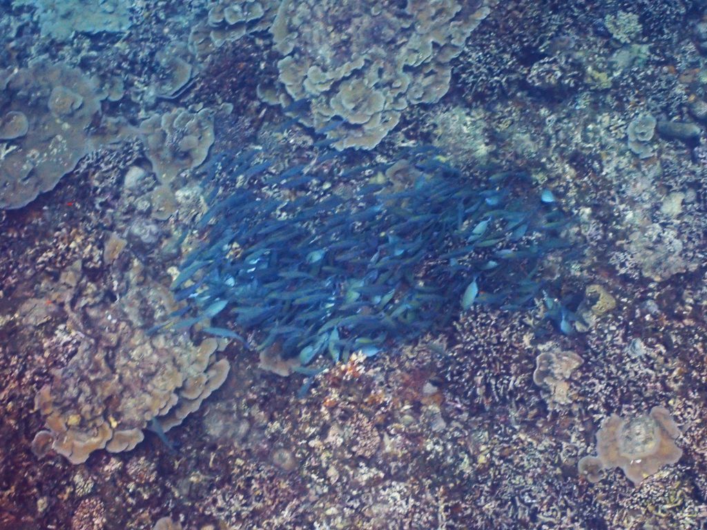 p8020042