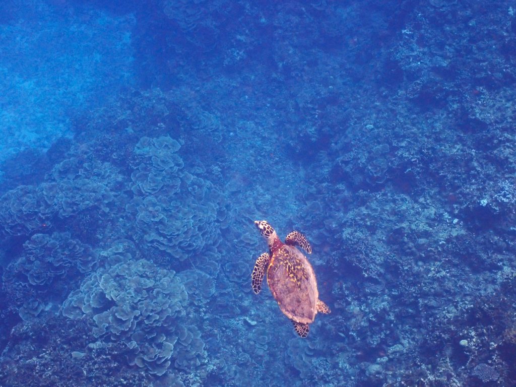 p8020044