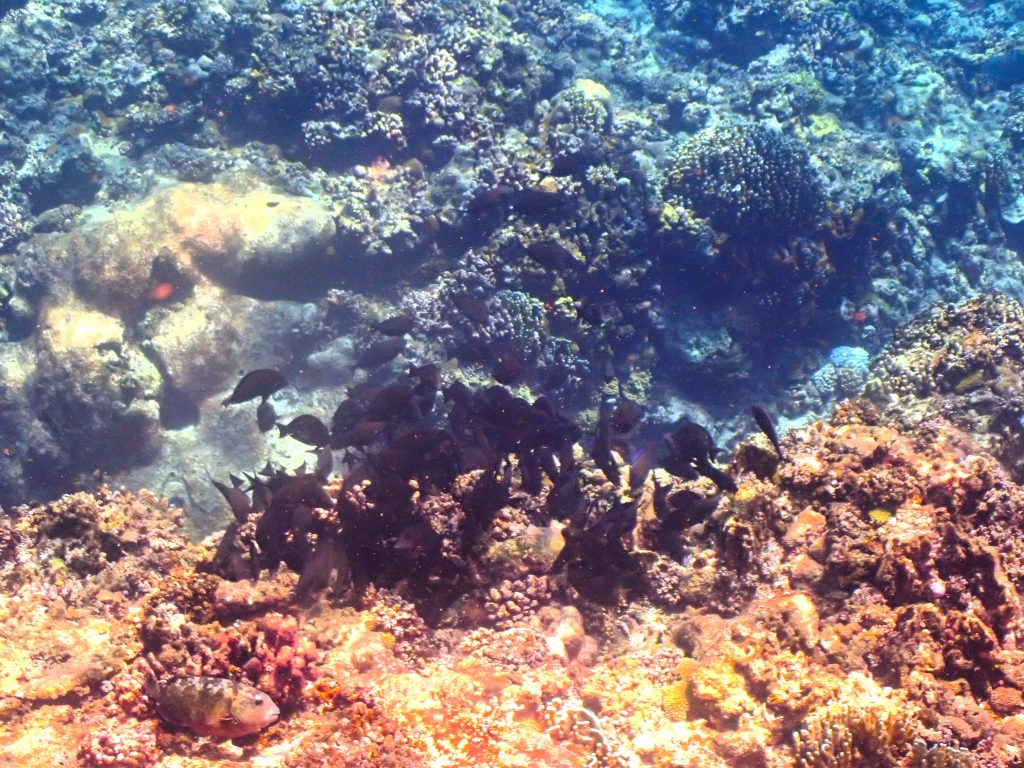 p8040045