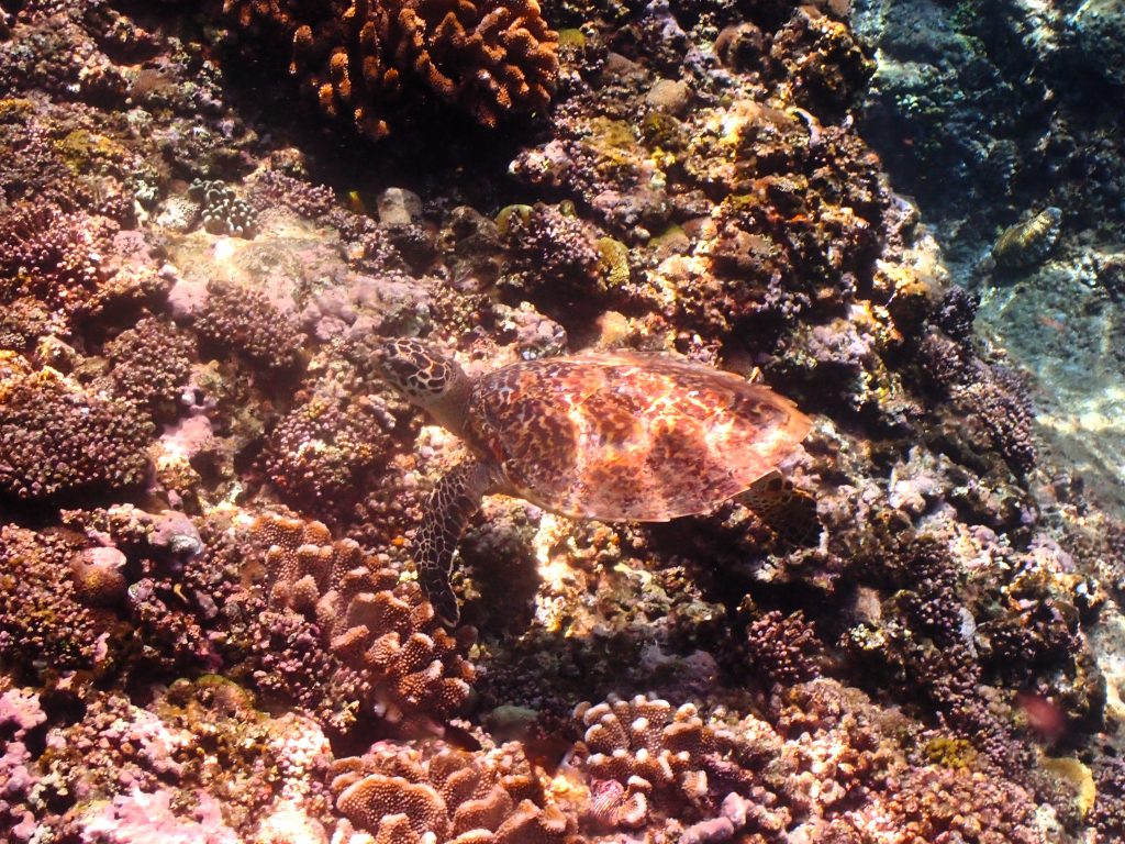 p8040050