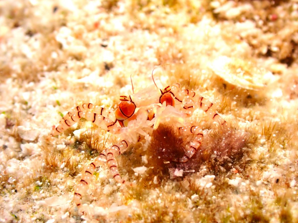 p8140679