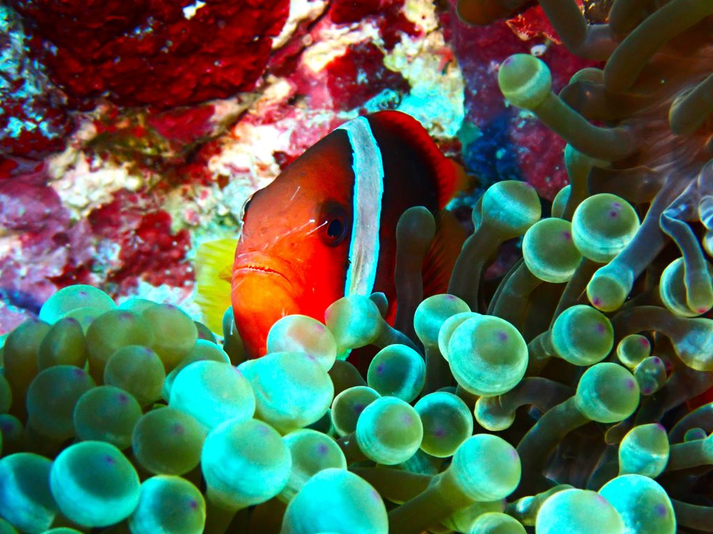 p8140703