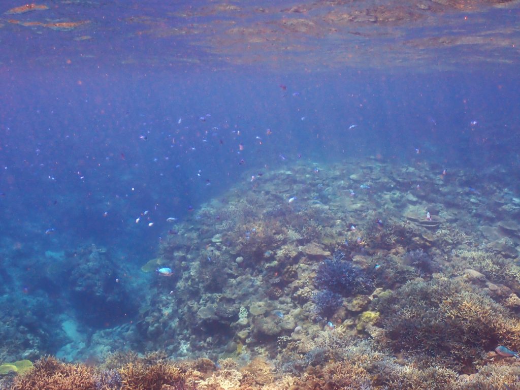 p8150133