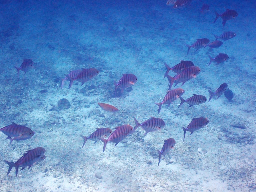 p8210081