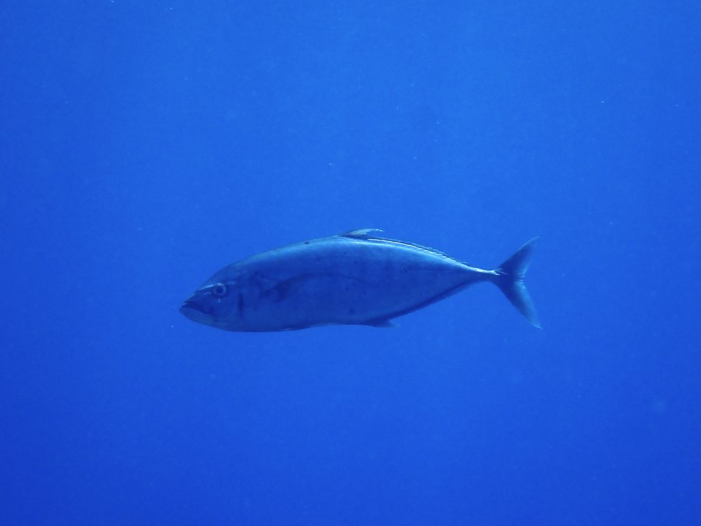 p9151988