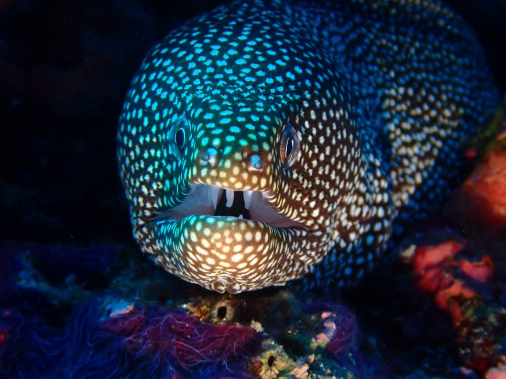 正面顔が驚きの生き物たち