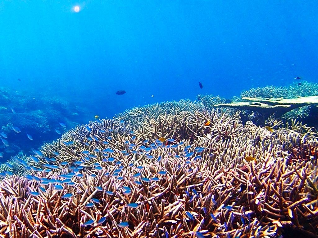 サンゴの中のちびっこ達