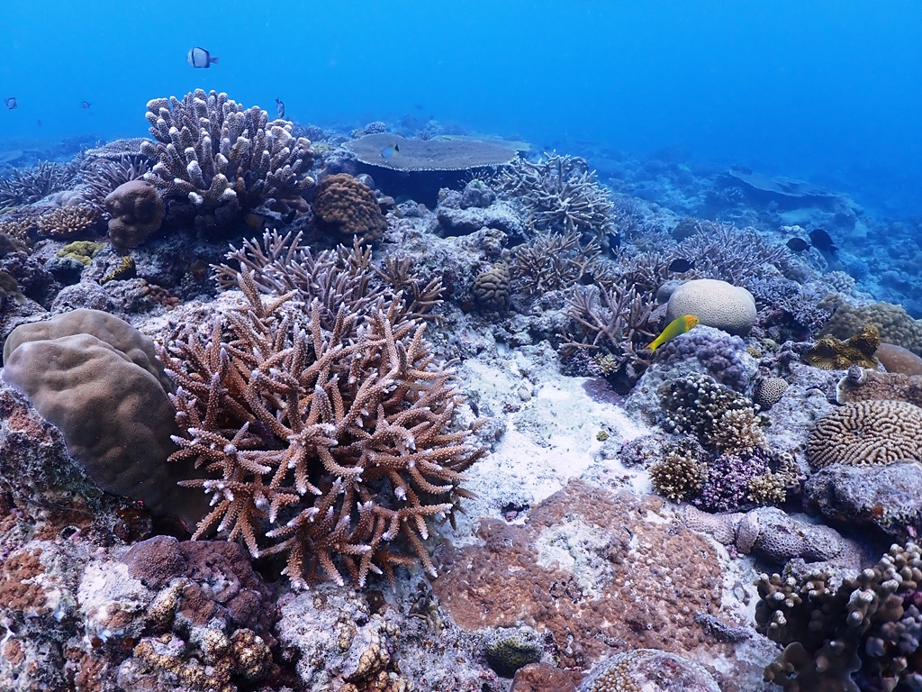 絶品サンゴとセダカギンポ