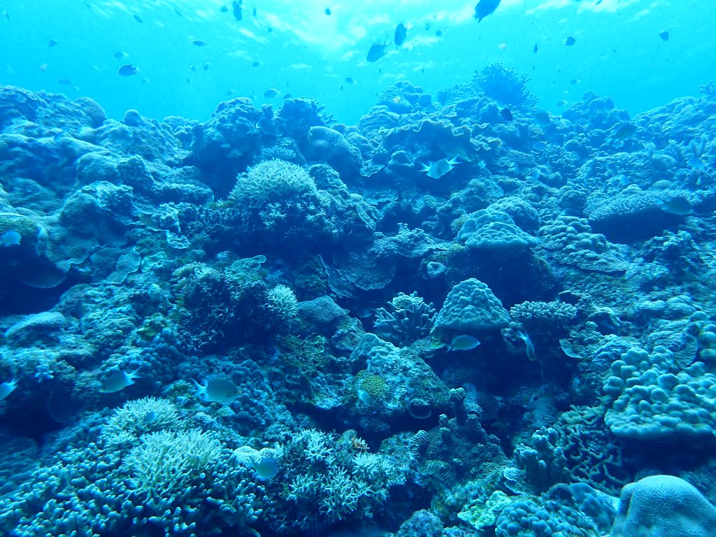 THE慶良間ブルー！！