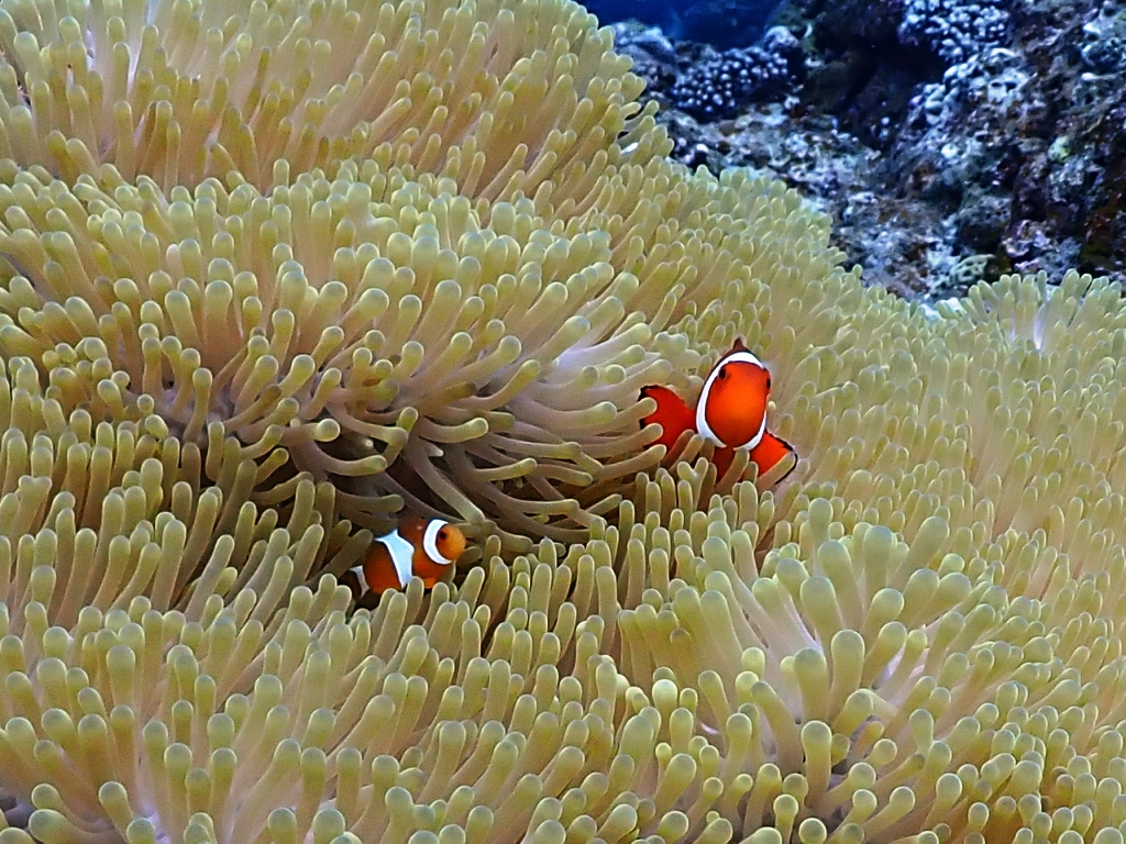 カクレクマノミ👀とタイマイ👀、アオウミガメ👀に大接近🎶