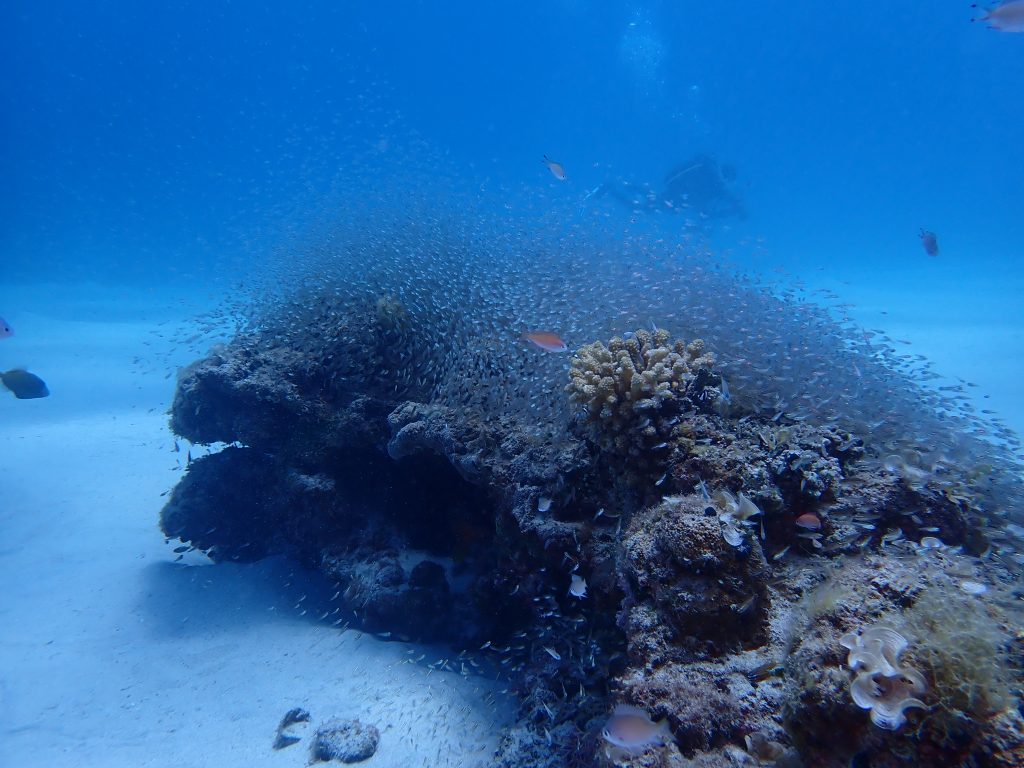 p5020025