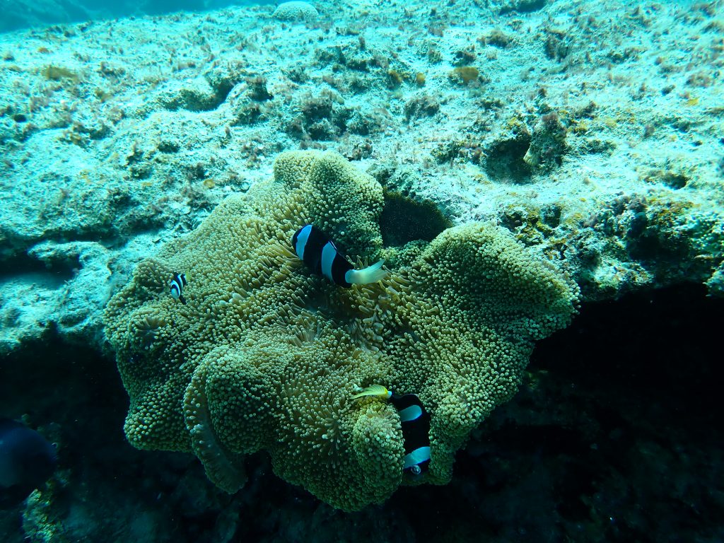 p5020275