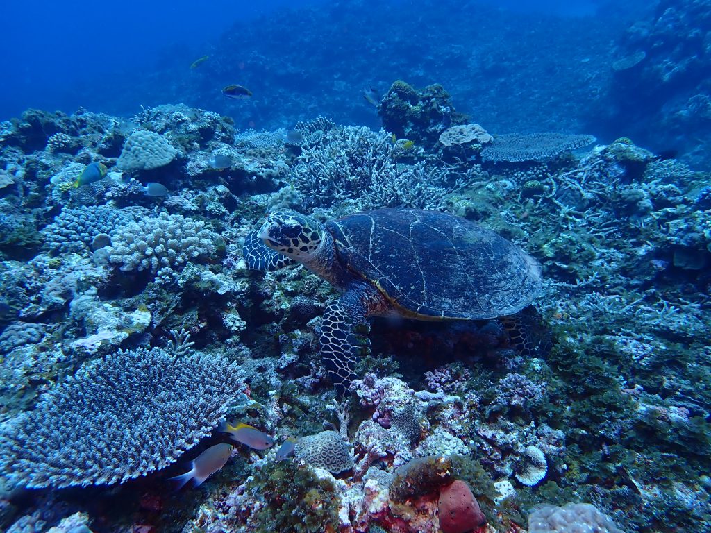p5030051