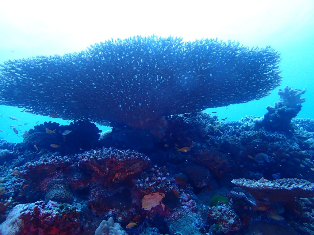 p5030079
