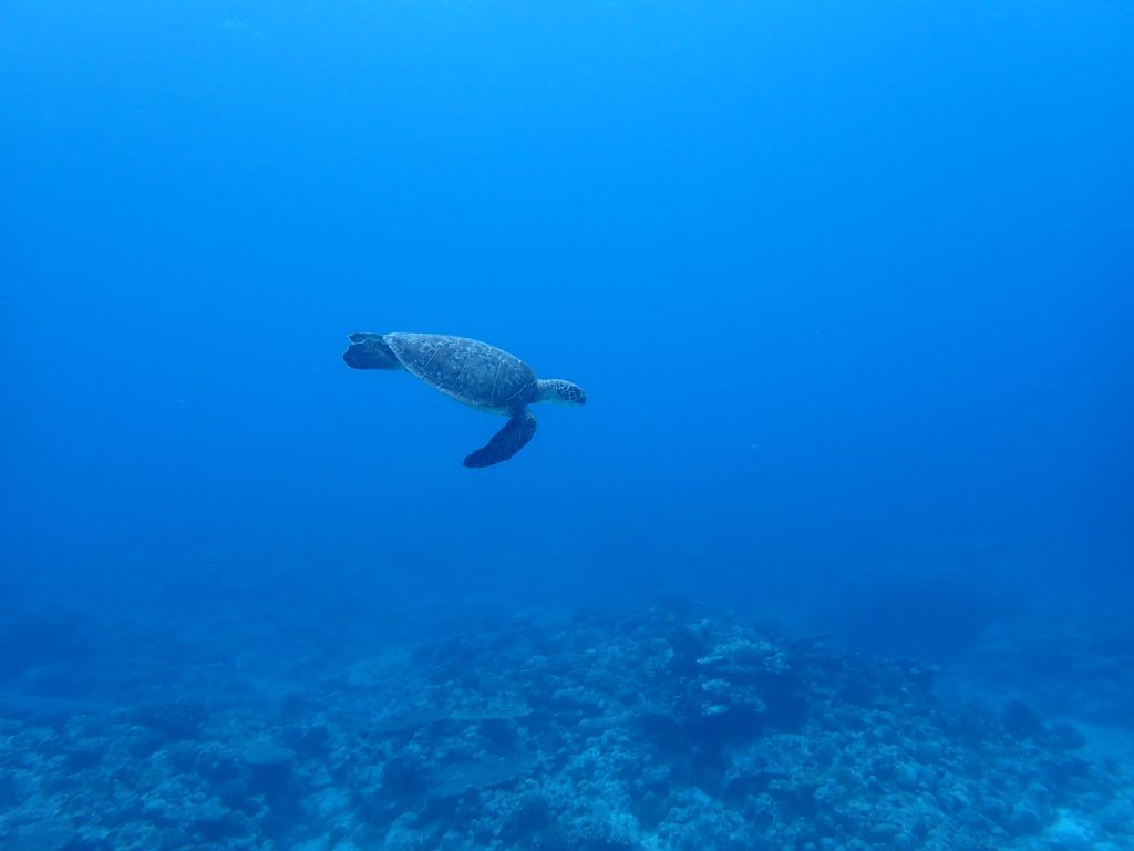 ウミガメたくさんシュノーケルDay