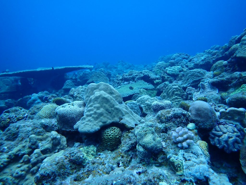 綺麗なサンゴと色んな生物！