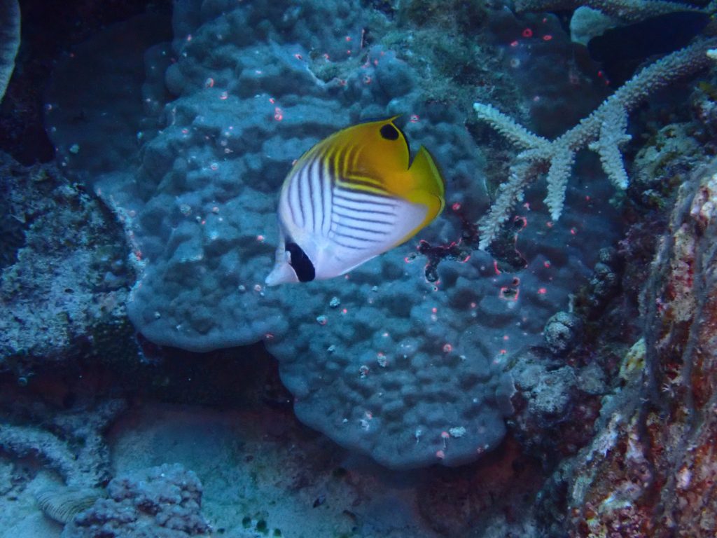 p5040104