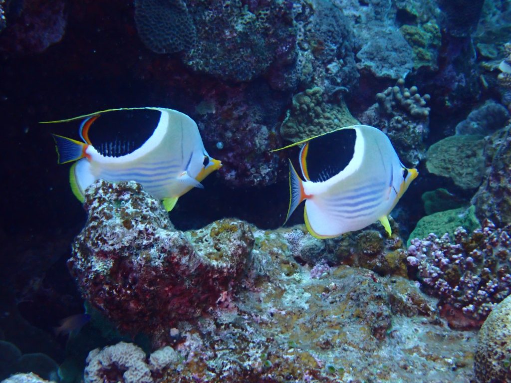 p5040114