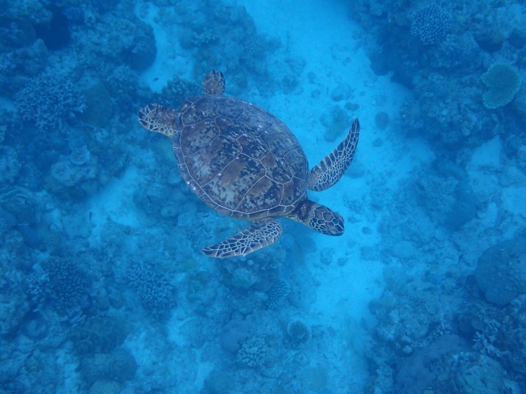 p5060065