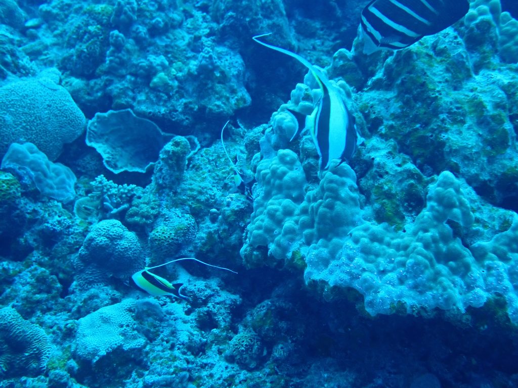 p5090028