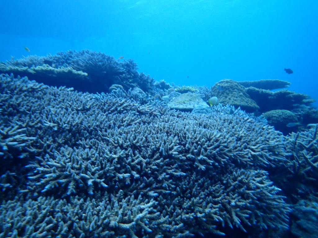 綺麗なサンゴと特徴的な魚たち!
