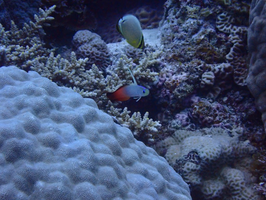 p5090072