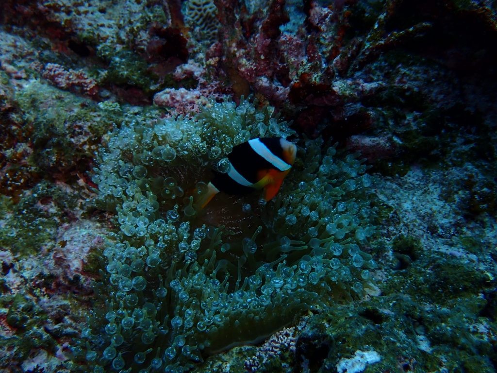 p5110131