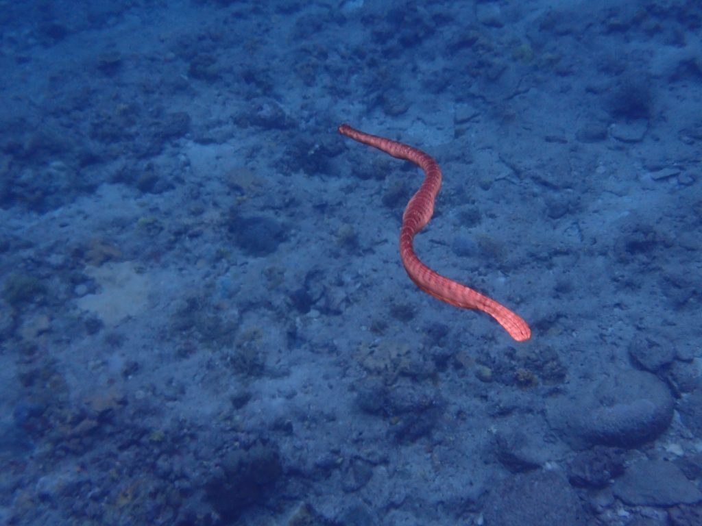 p5110243