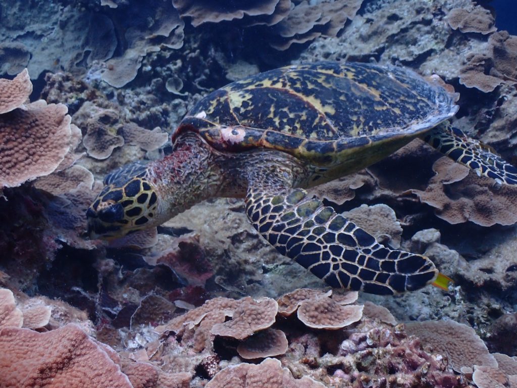 p6050142