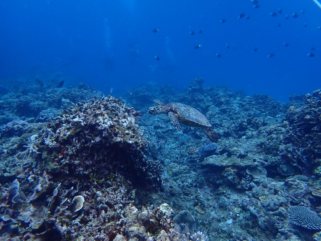 p6130028