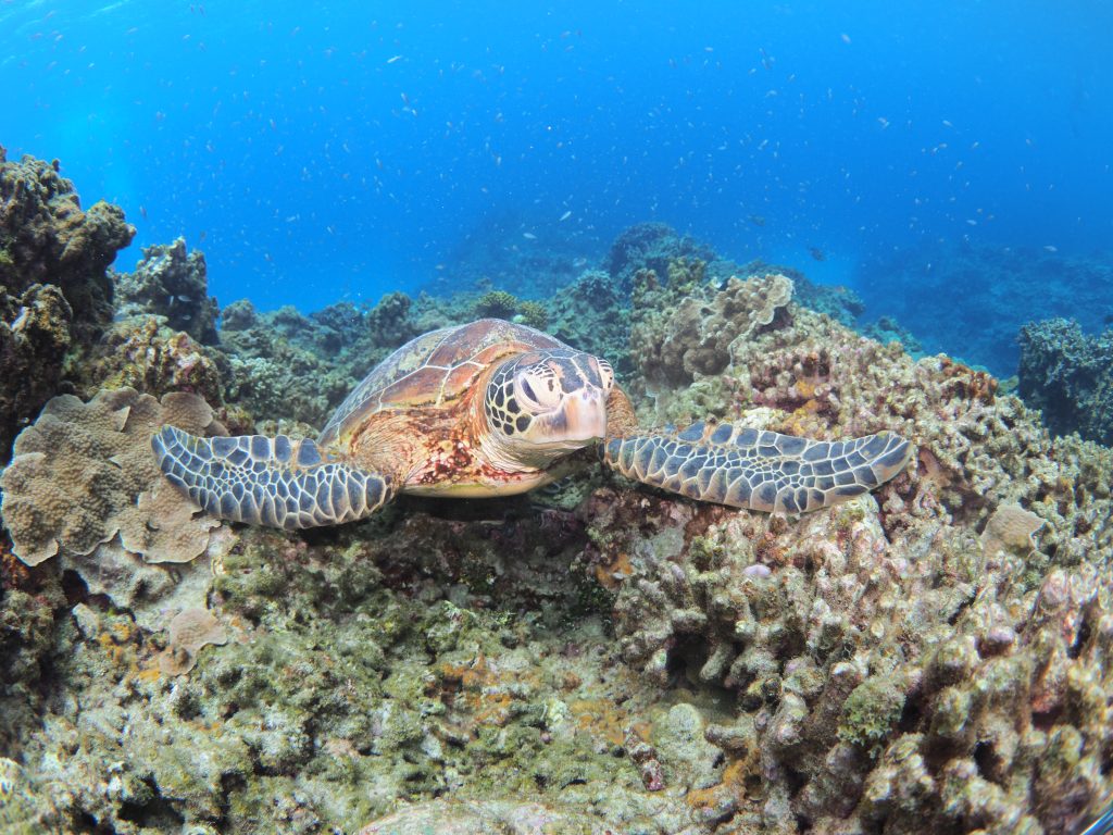 p6283463