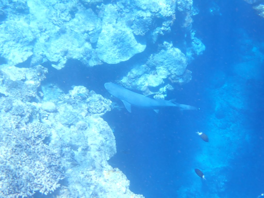 岩陰からサメ(ネムリブカ)が!!!