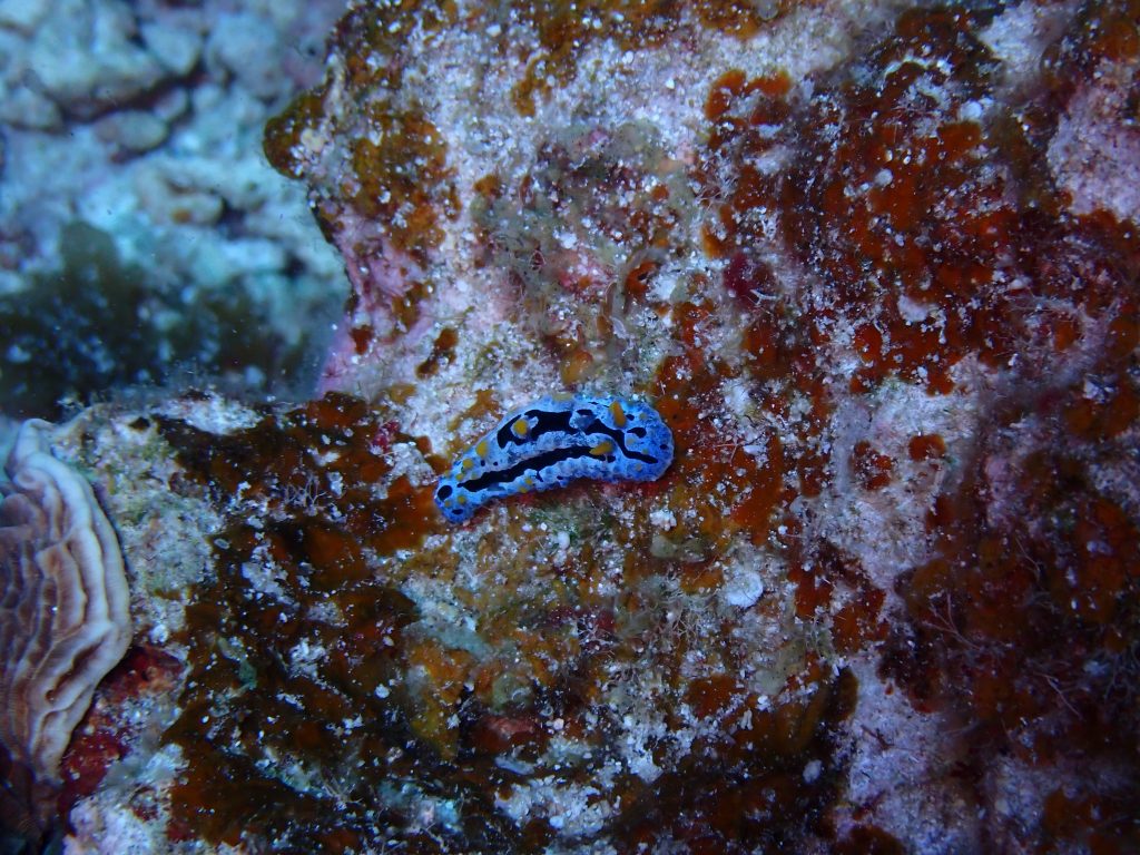 p7040042