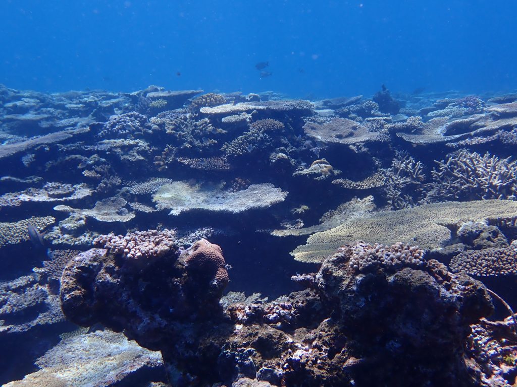 p7040118