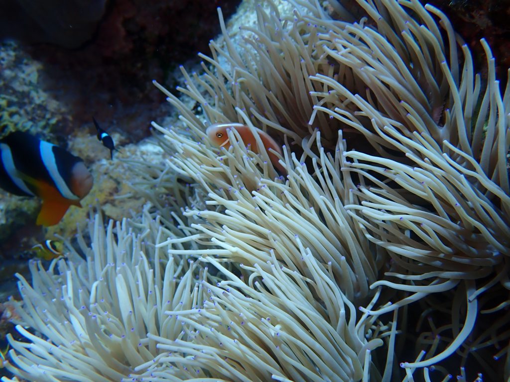 p7070113