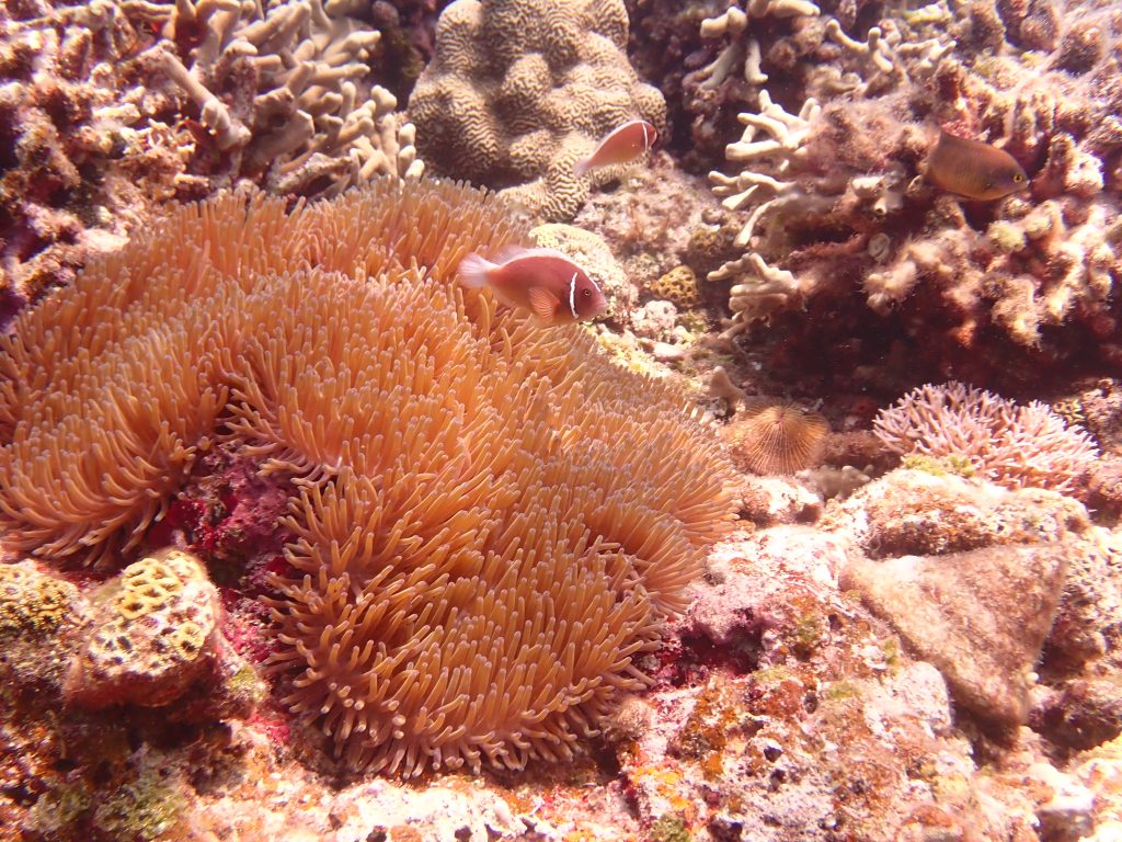 慶良間諸島の魅力的な生物たち👀✨✨