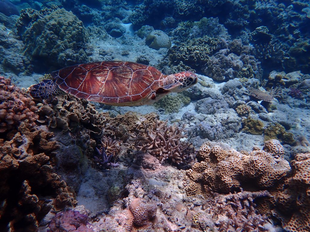 p7260085